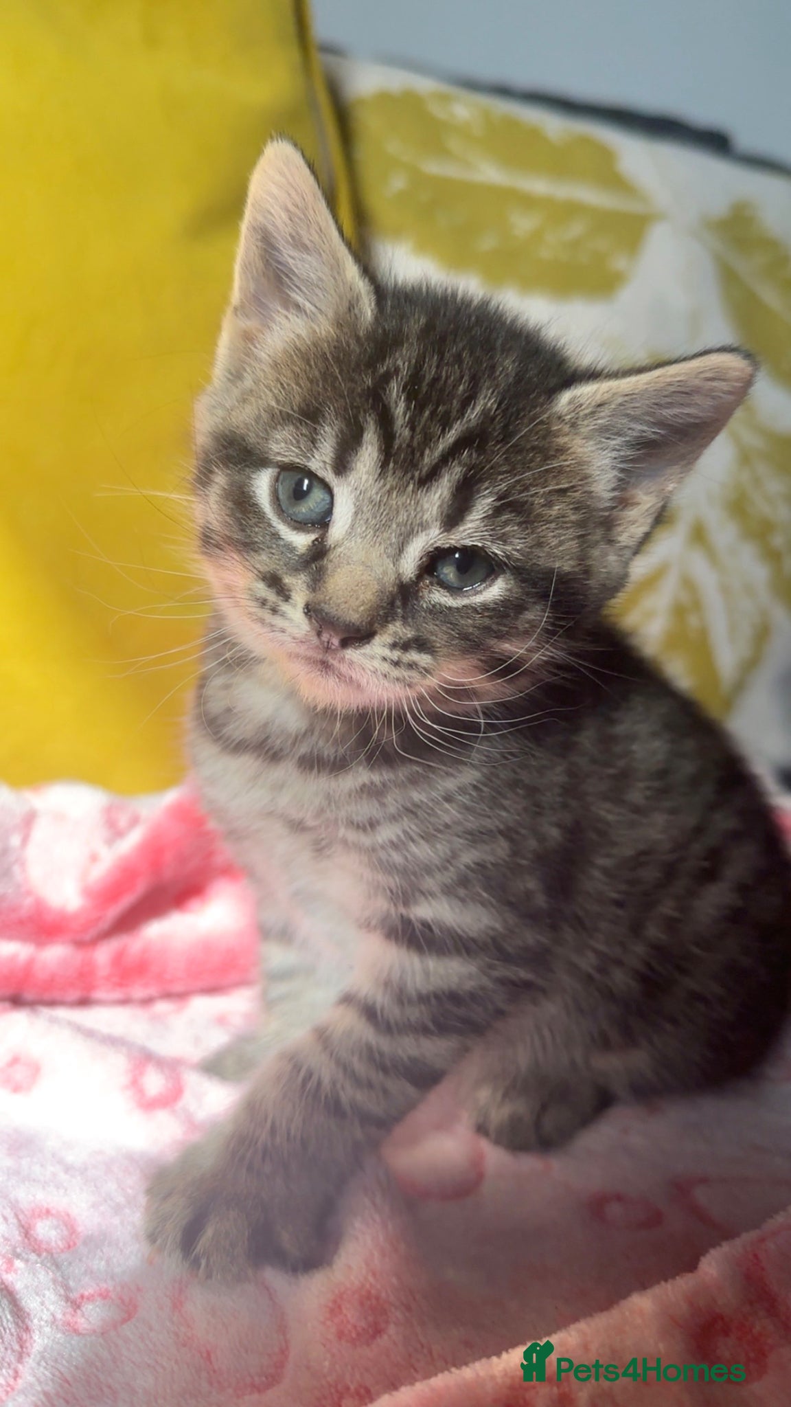 Russian Blue cats TABBY Female left URGENT!! - Advert 7