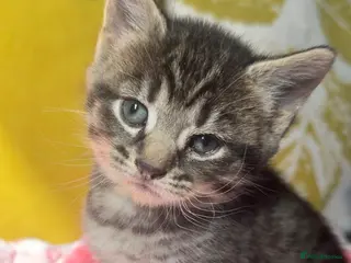 Russian Blue cats TABBY Female left URGENT!! - Advert 7