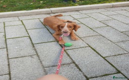 Sprocker dogs for sale: Beautiful sprocker girl  - Image 3