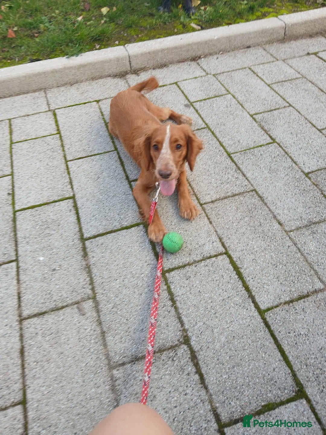 Sprocker dogs for sale: Beautiful sprocker girl  - Image 3