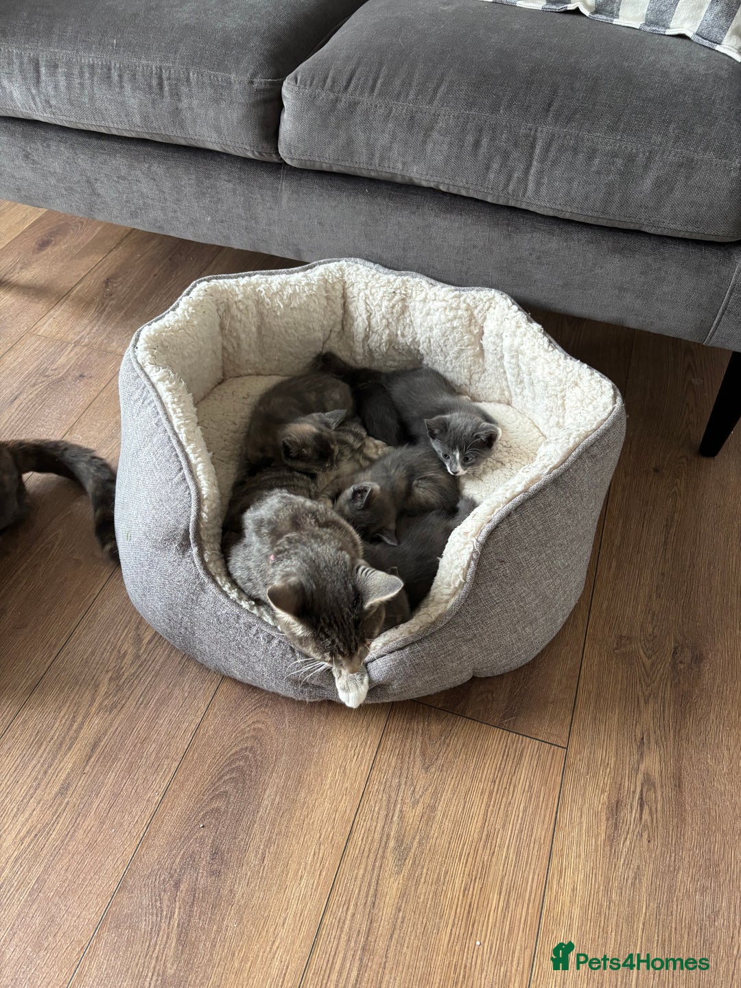 Domestic Shorthair cats for sale: Beautiful girl kittens available - Image 5