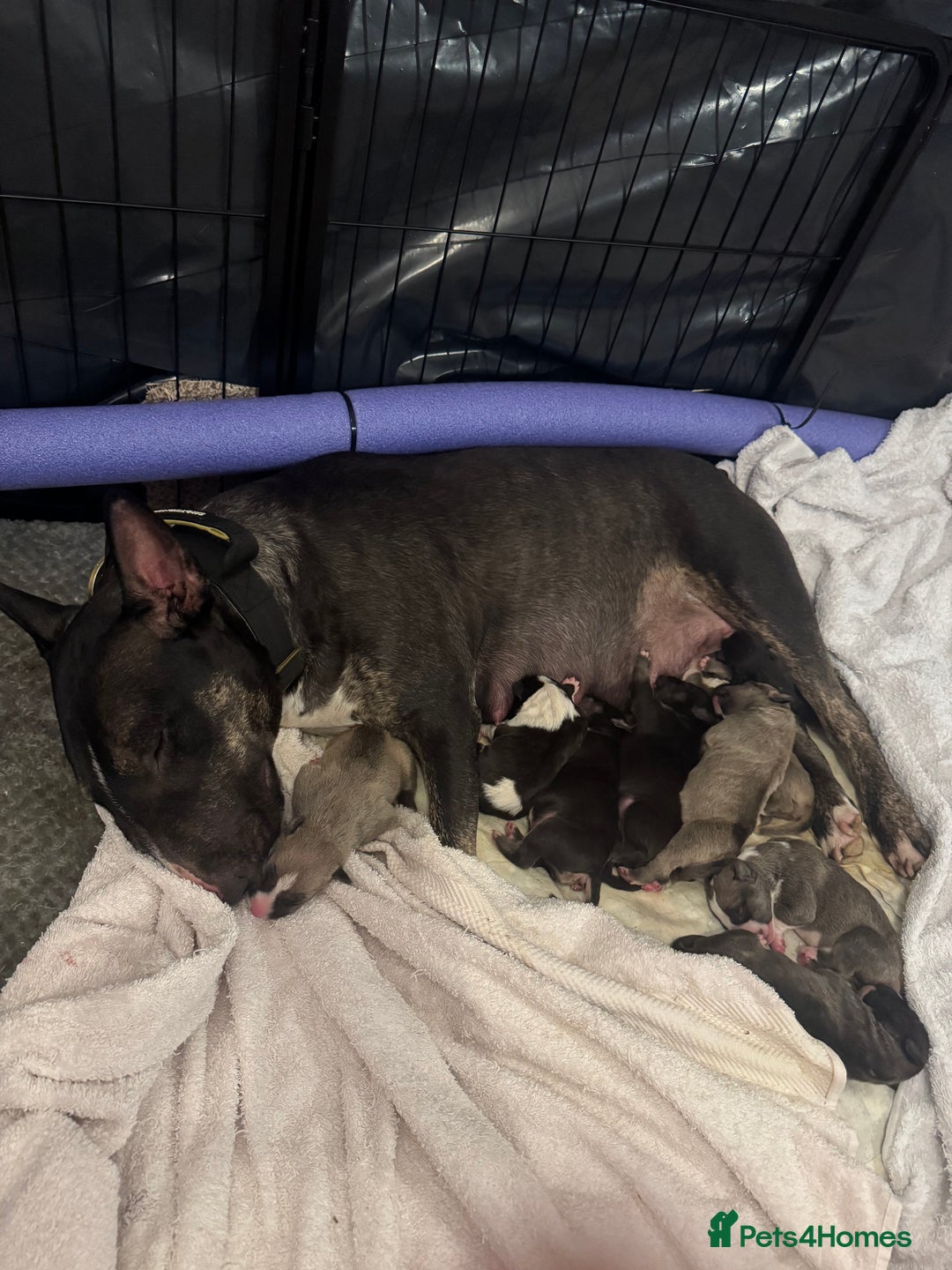 English Bull Terrier dogs for sale: 9 KC REGISTERED ENGLISH BULL TERRIER PUPPEIES in Thetford - Image 5