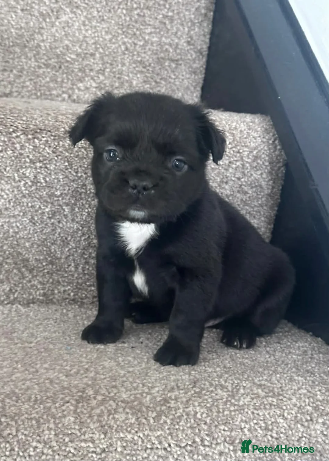 French Bulldog dogs for sale: Visual fluffy French bulldogs  - Advert 2