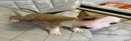 English Bull Terrier dogs for sale: English bull terrier puppies  - Advert 5