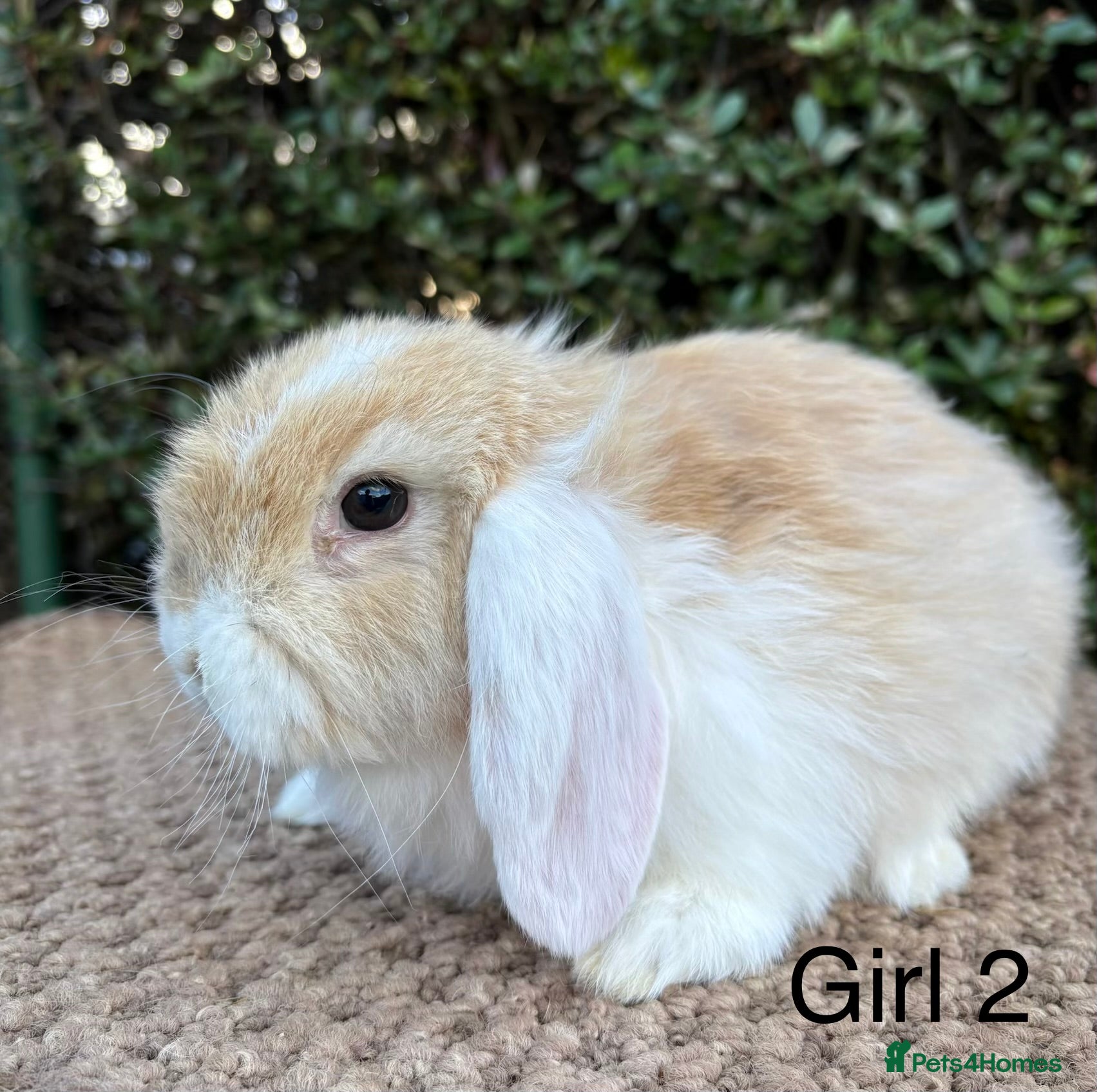 Mini Lop rabbits Mini lops baby rabbits for sale ready now  - Advert 1