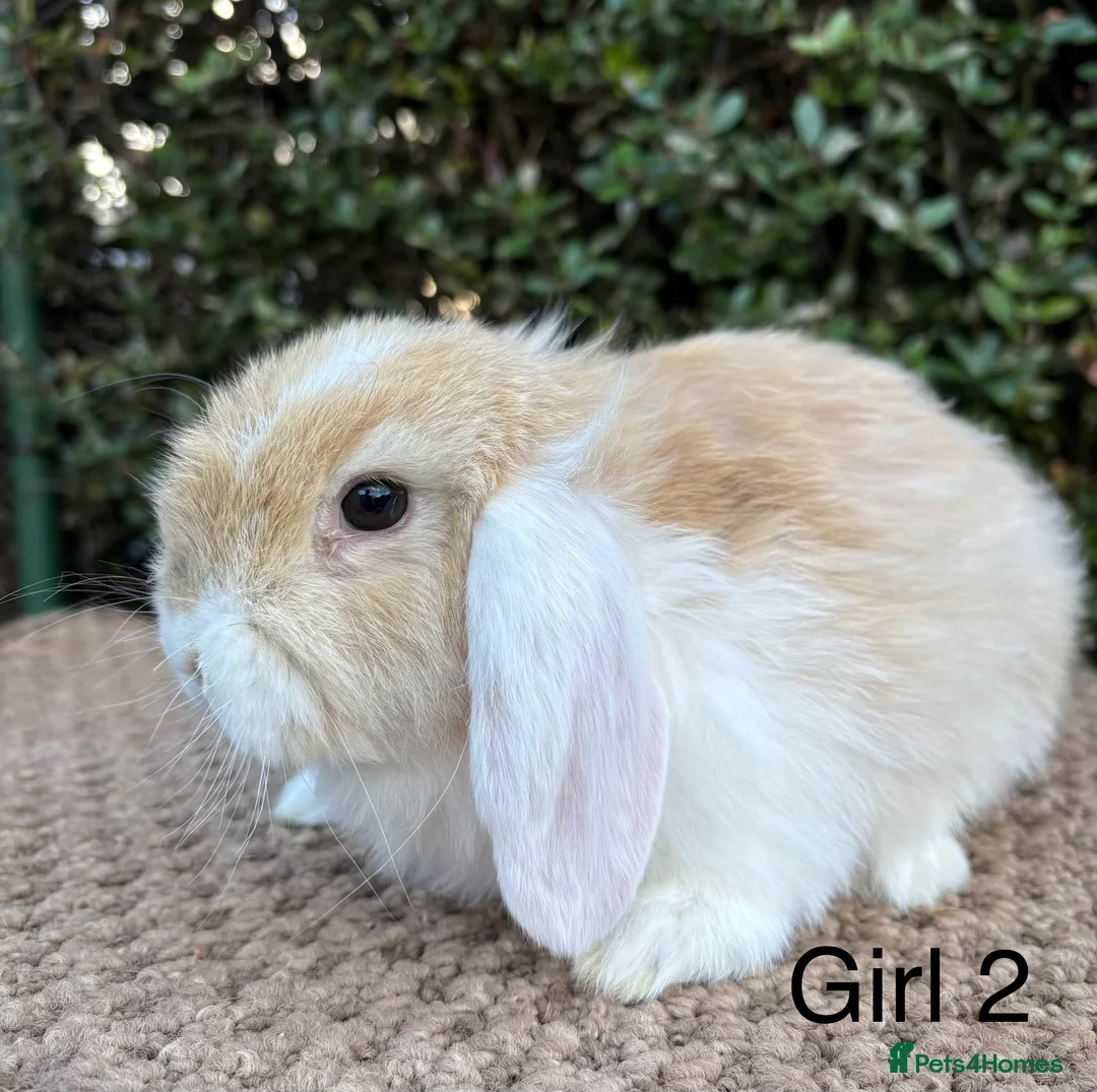Mini Lop rabbits for sale: Mini lops baby rabbits for sale ready now  - Advert 1