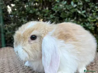 Mini Lop rabbits Mini lops baby rabbits for sale ready now - Advert 1