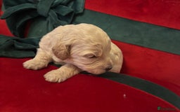 Cockapoo dogs for sale: ⭐️OUTSTANDING, HIGH QUALITY Cockapoo F1B Puppies⭐️ - Advert 18