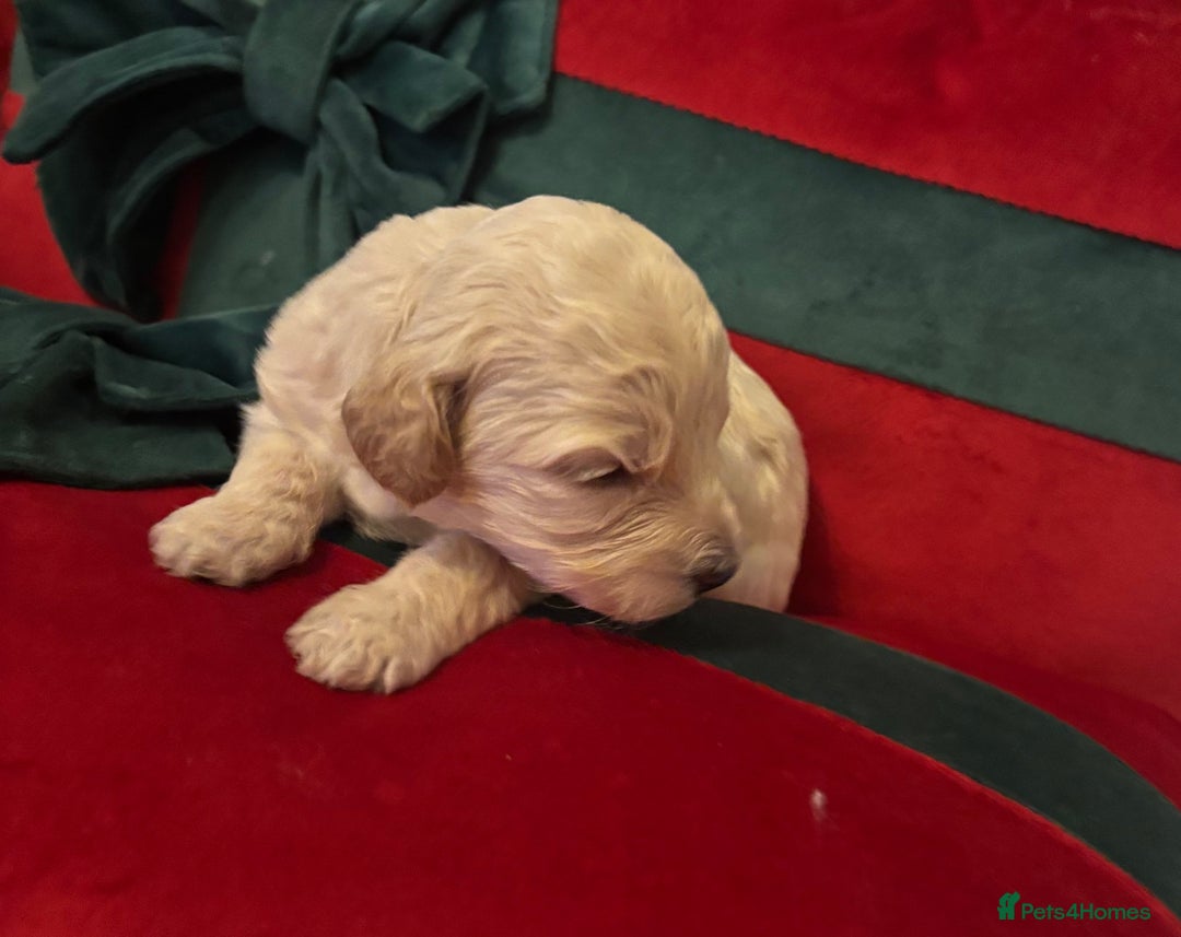 Cockapoo dogs for sale: ⭐️OUTSTANDING, HIGH QUALITY Cockapoo F1B Puppies⭐️ - Advert 18