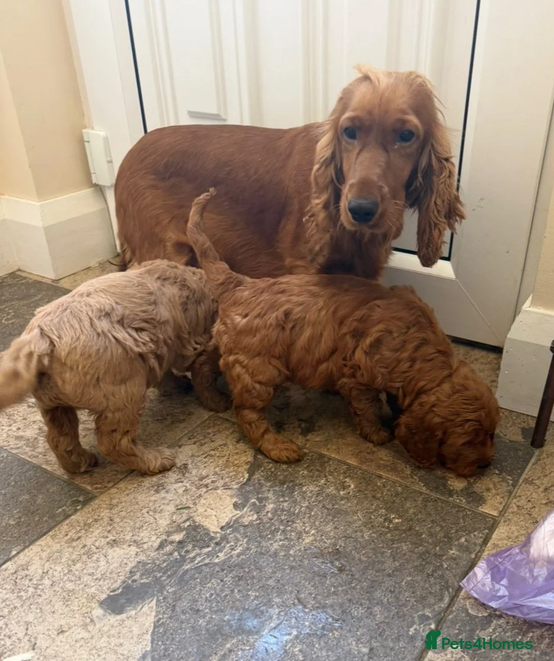 Cockapoo dogs for sale: Quality Cockapoo Puppies - Advert 19