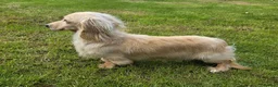 Miniature Dachshund dogs for stud: Stunning cream boy KC 4.5KG FOR STUD - Advert 2