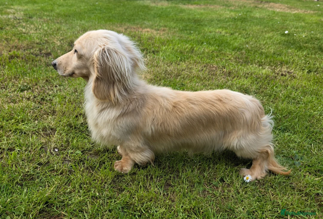 Miniature Dachshund dogs for stud: Stunning cream boy KC 4.5KG FOR STUD - Advert 2