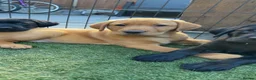 Labrador Retriever dogs for sale: Beautiful Labrador champion bloodline pups  in Doncaster - Advert 3