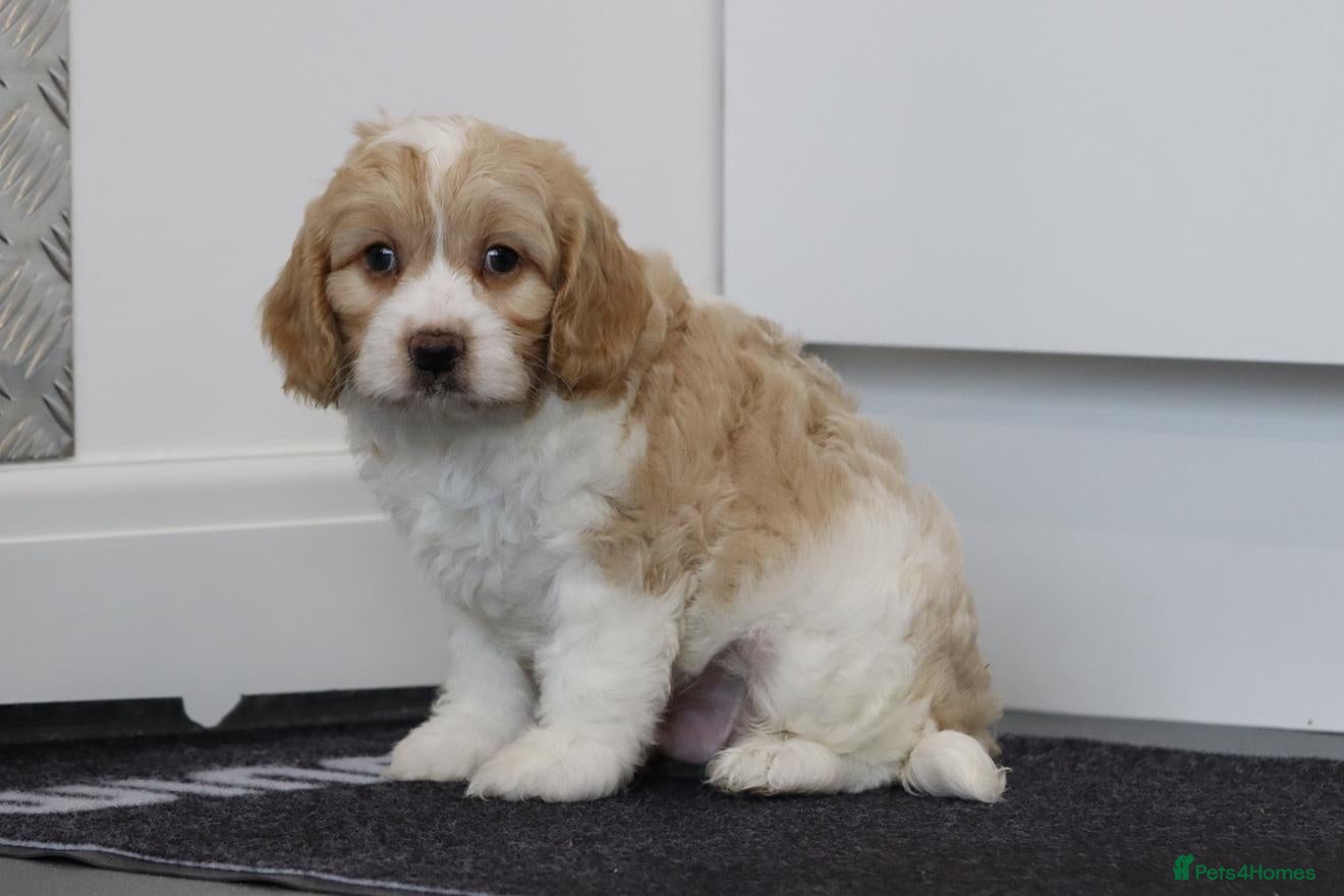 Cavapoo dogs Beautiful CAVAPOOCHON puppies for sale - Advert 1