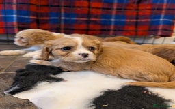 Cavachon dogs for sale: 8 STUNNING F1B CAVACHONS - Image 8