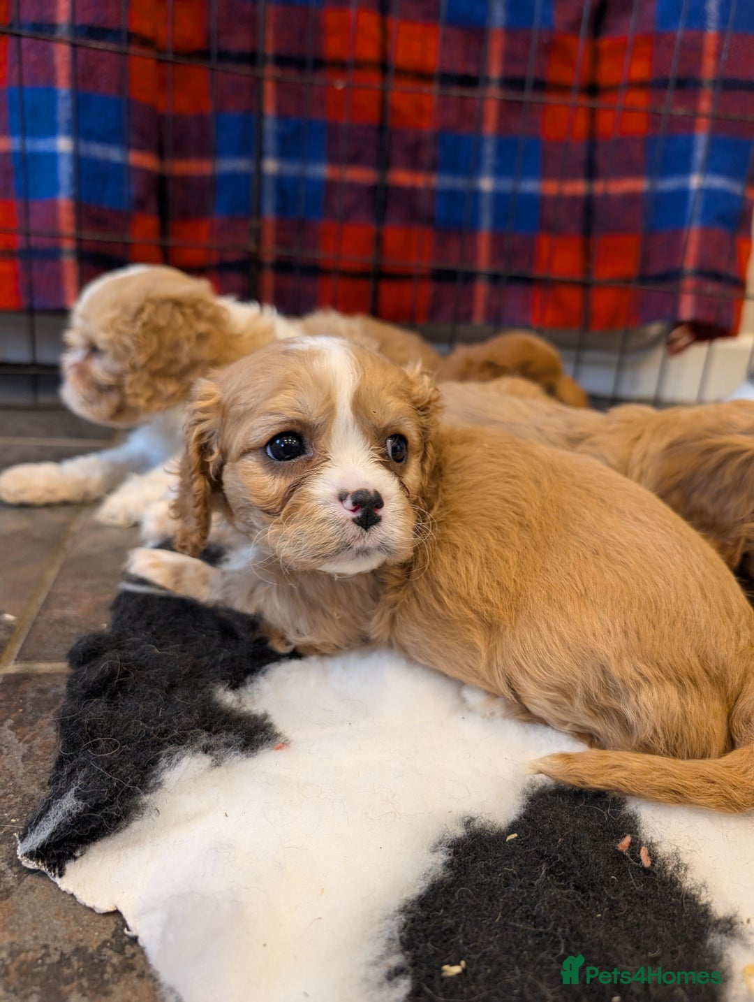 Cavachon dogs for sale: 8 STUNNING F1B CAVACHONS - Image 8