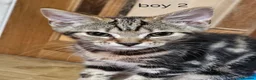 Mixed Breed cats for sale: 4 Kittens for sale in Barnsley - Advert 5