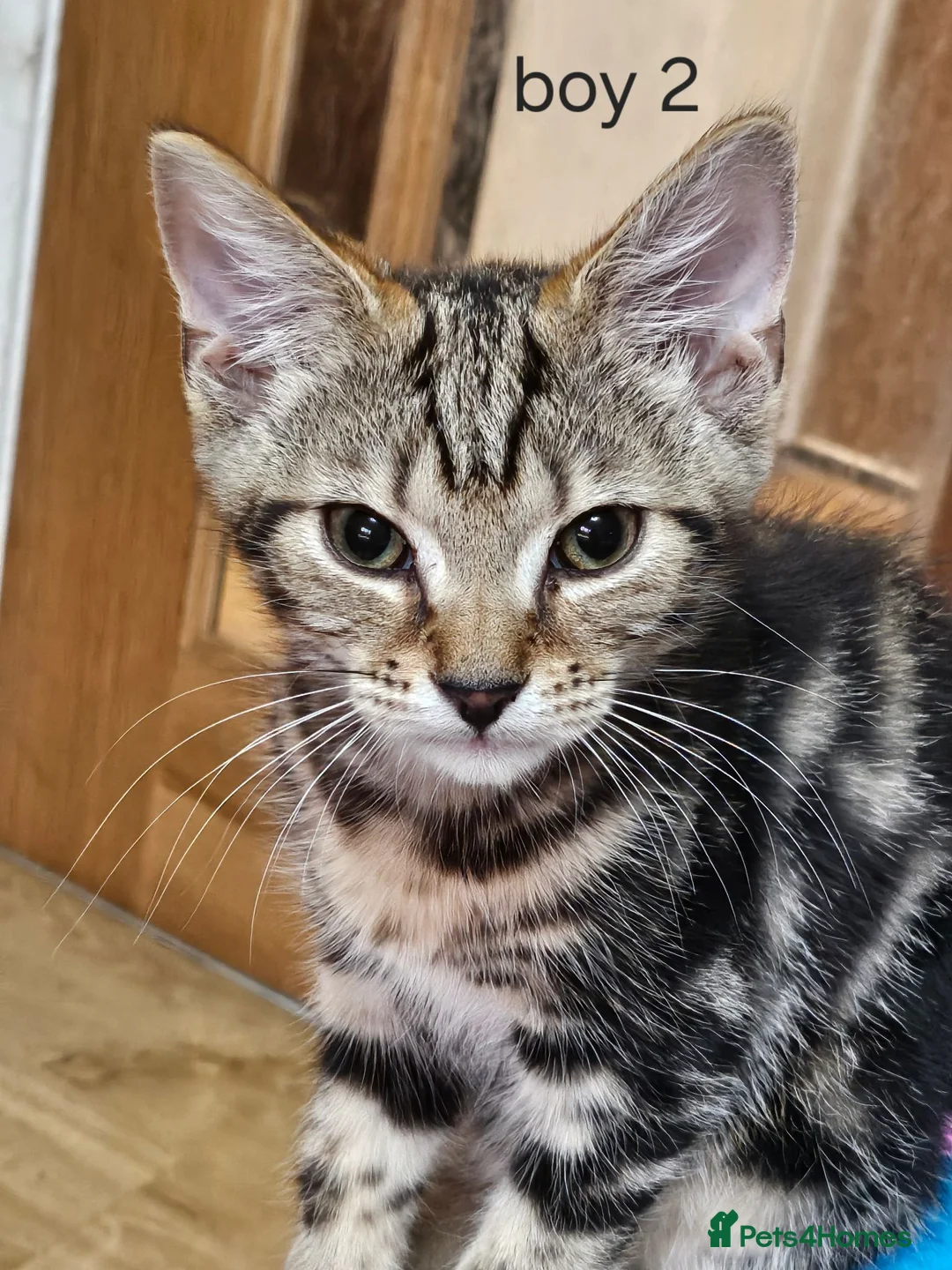 Mixed Breed cats for sale: 4 Kittens for sale in Barnsley - Advert 5