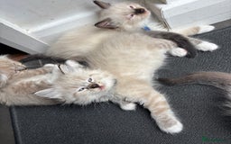 Ragdoll cats for sale: Ragdoll kittens - Image 4