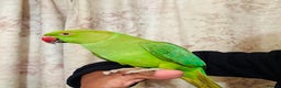 Ringnecks birds for sale: Hand Tamed/Untame Gorgeous Ringneck for Sale - Advert 5