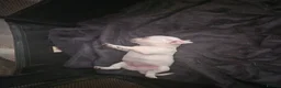 Chihuahua dogs for sale: Pure white chihuahua pups  in Bristol - Advert 6