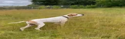 Pointer dogs for sale: English pointer in Slough - Advert 4