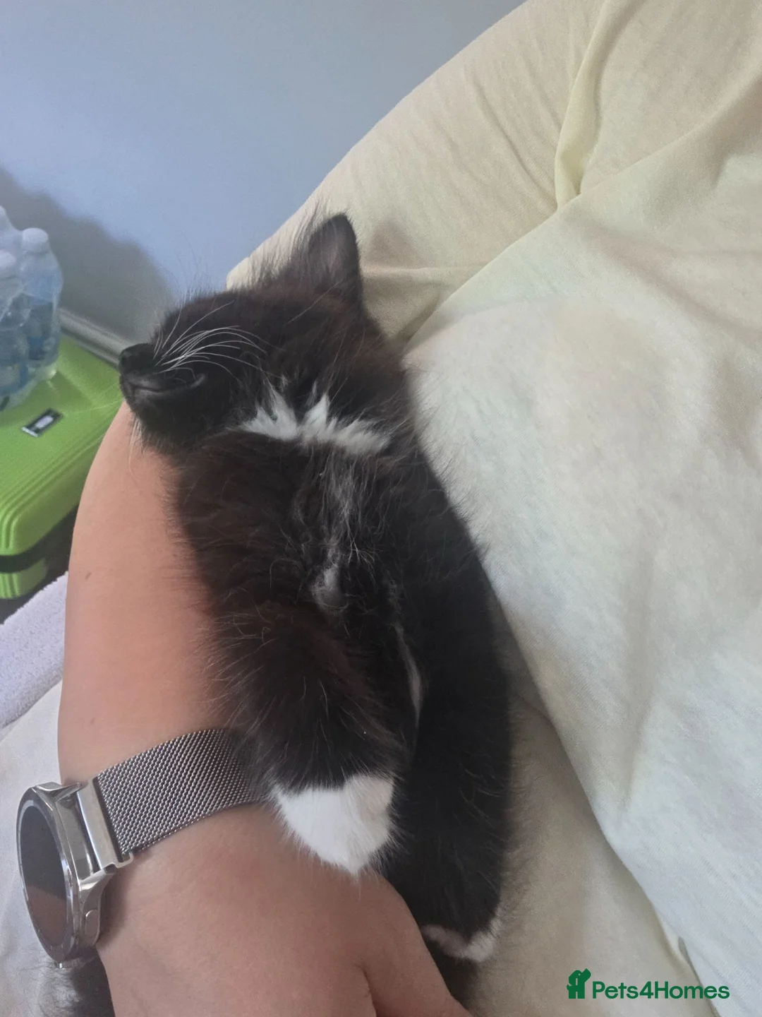 Mixed Breed cats for sale: Lovely kittens  - Advert 2