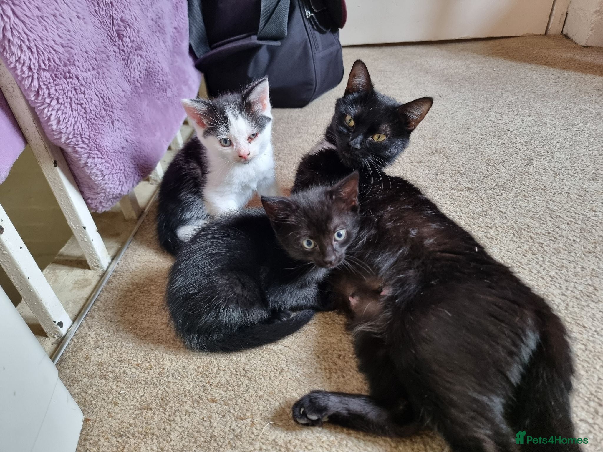 Mixed Breed cats 2 x kitten cat - Advert 13