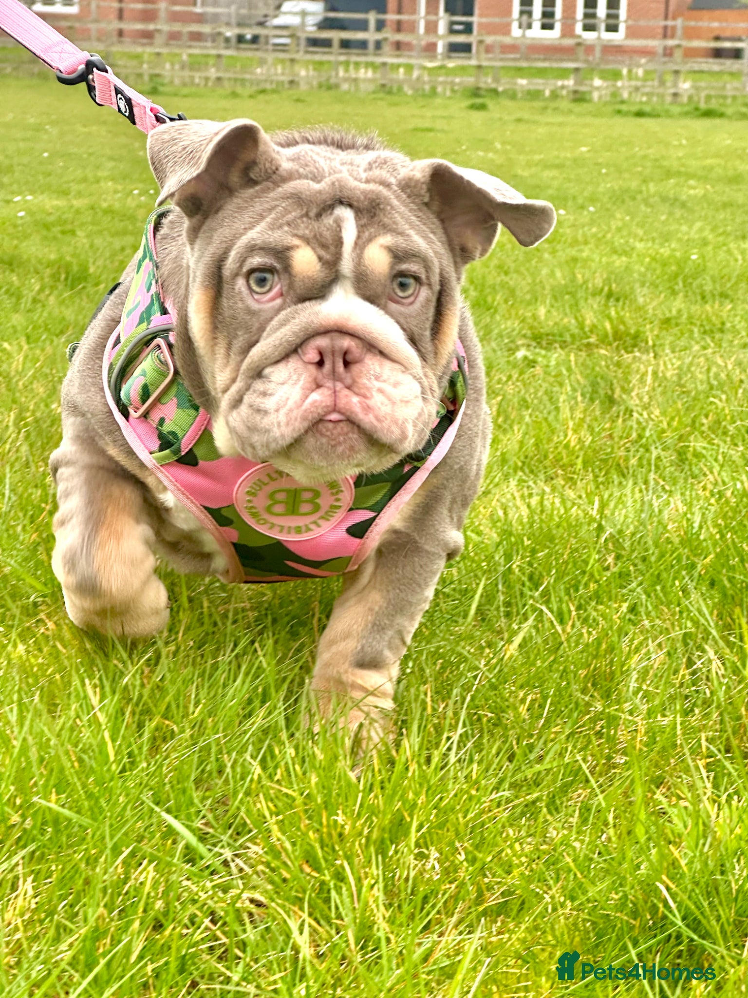 English Bulldog dogs for sale: 14 months old English Bulldog and 7 months old gir - Advert 9