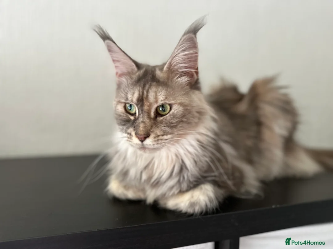 Maine Coon cats for sale: Tortie maine coon female TICA registered available - Advert 5
