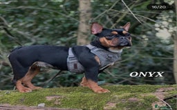 Mixed Breed dogs for sale: Beautiful Mini - Bull pups for sale  - Image 10