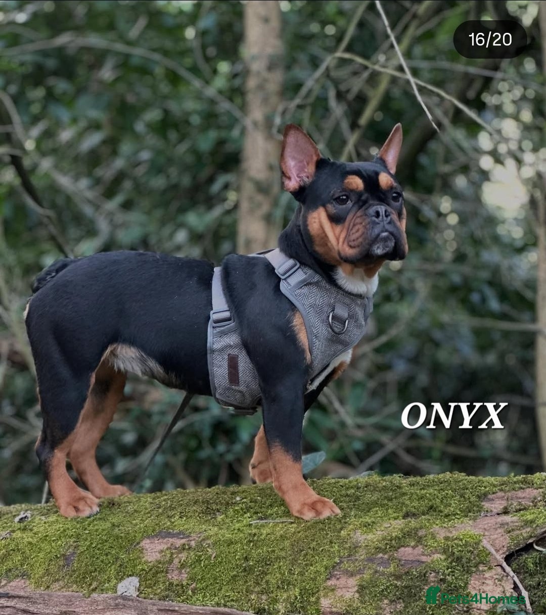 Mixed Breed dogs for sale: Beautiful Mini - Bull pups for sale  - Image 10
