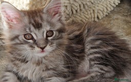 Maine Coon cats for sale: Stunning Maine Coon kittens - Image 11