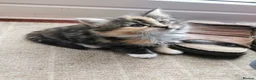 Mixed Breed cats for sale: Absolutely stunning kittens looking for a new home - Advert 4
