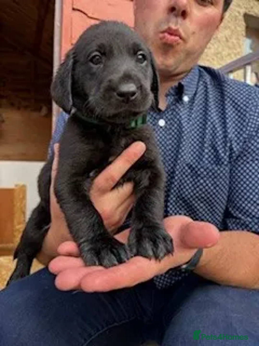 Labrador Retriever dogs for sale: IGL Champion × Top Irish Bitch Ready Mid–End Aug - Image 7