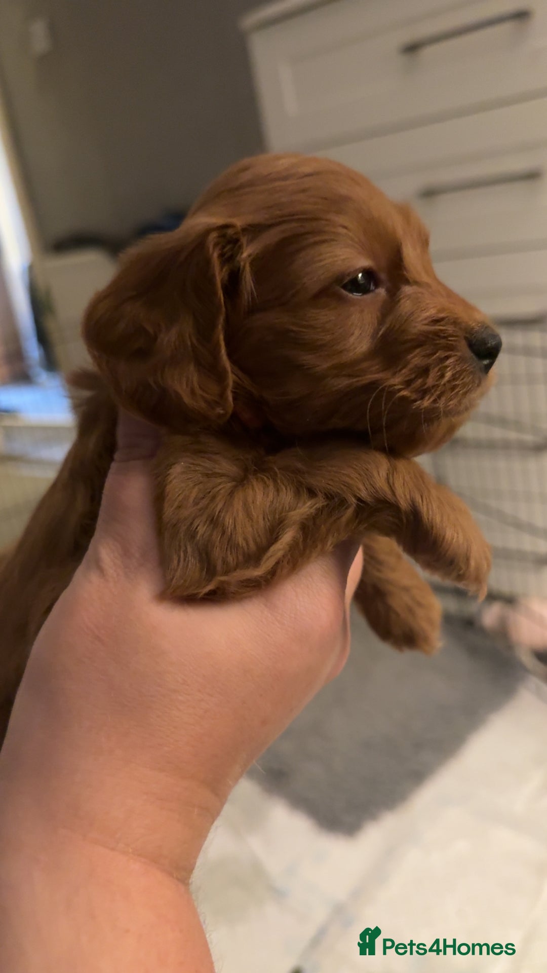 Cockapoo dogs for sale: Cockapoo F1 - Advert 3