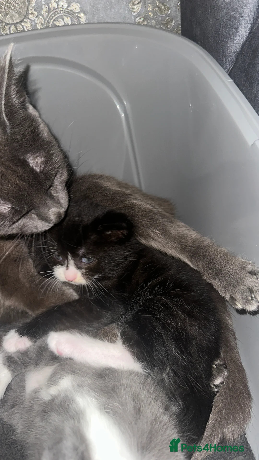 Mixed Breed cats for sale: Beautiful tuxedo kitten  - Advert 3