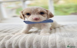 Cavapoochon dogs for sale: Cavapoochon puppies - Image 4