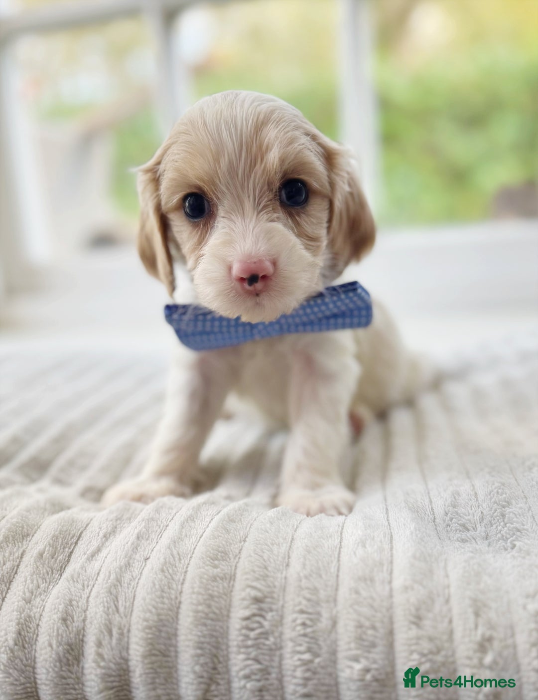 Cavapoochon dogs for sale: Cavapoochon puppies - Image 4