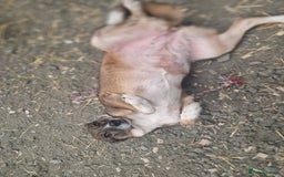 Mixed Breed dogs for adoption: Meet Eileen,  currently residing in Essex  - Advert 5