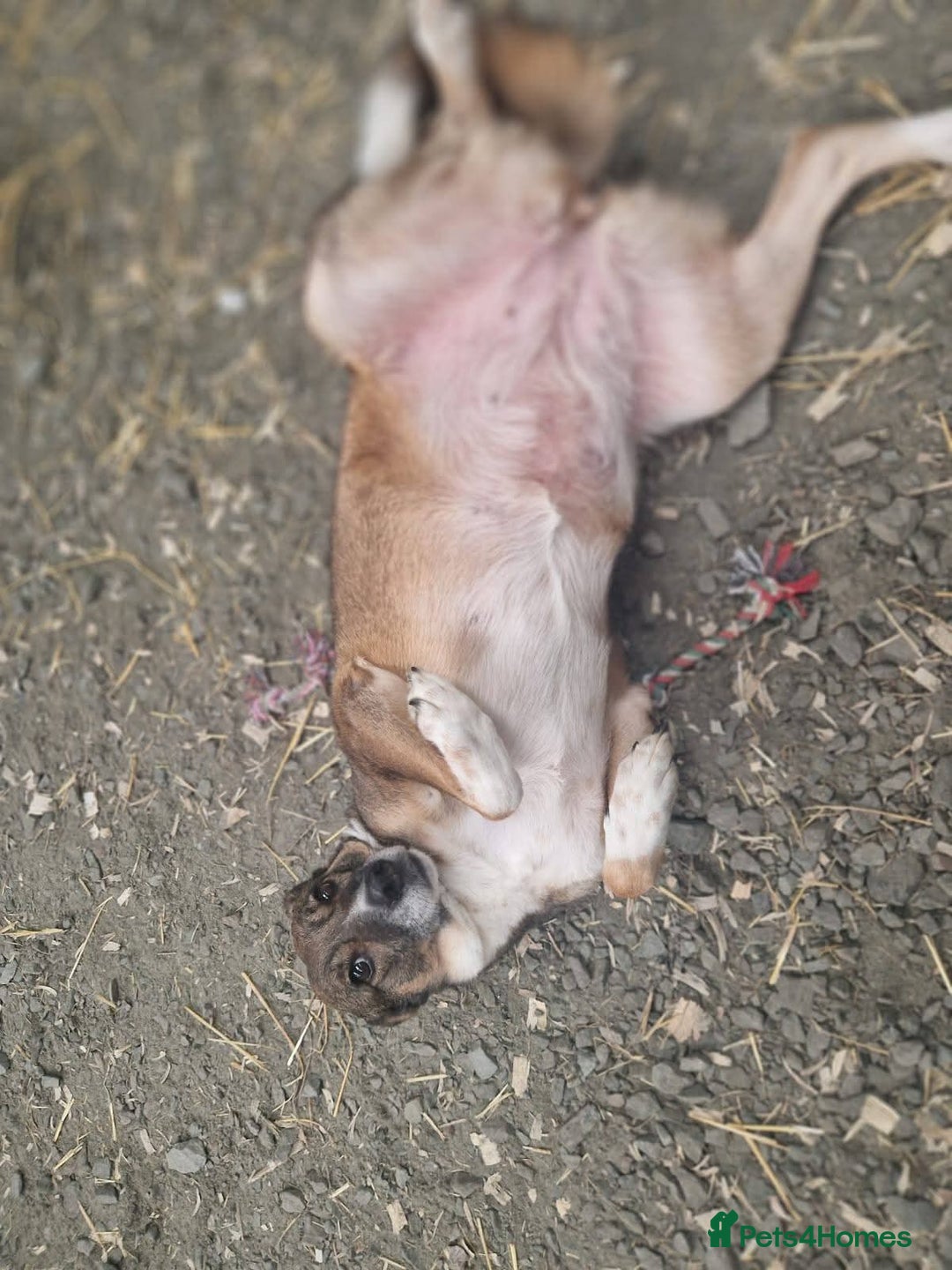 Mixed Breed dogs for adoption: Meet Eileen,  currently residing in Essex  - Advert 5