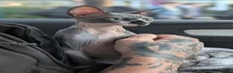 Sphynx cats for sale: Female sphinx for sale - Advert 4