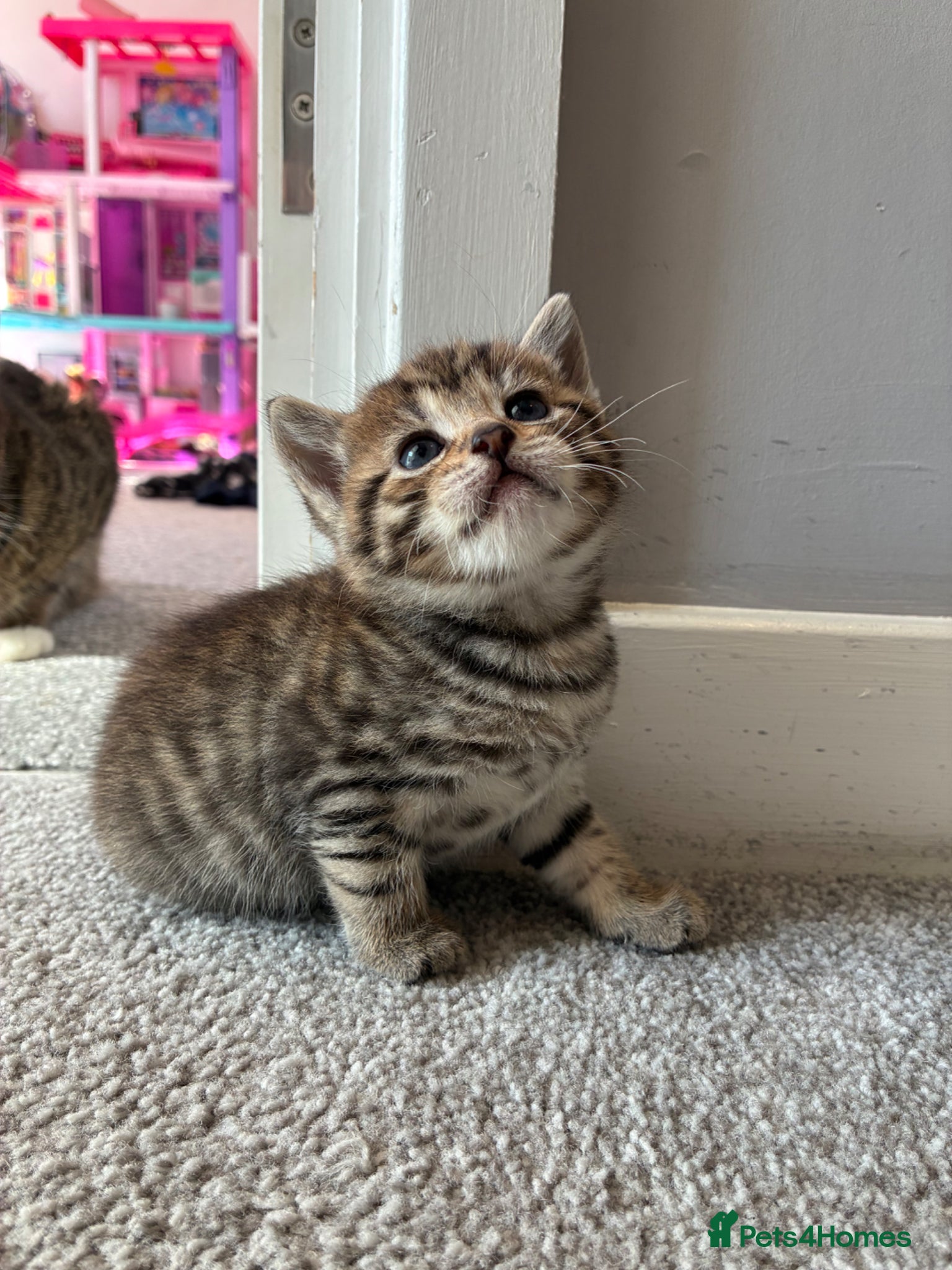 Mixed Breed cats 4 beautiful kittens  - Advert 1
