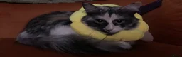 Mixed Breed cats for sale: [4 Yr Old] Mixed Looking For Forever Home - Advert 6