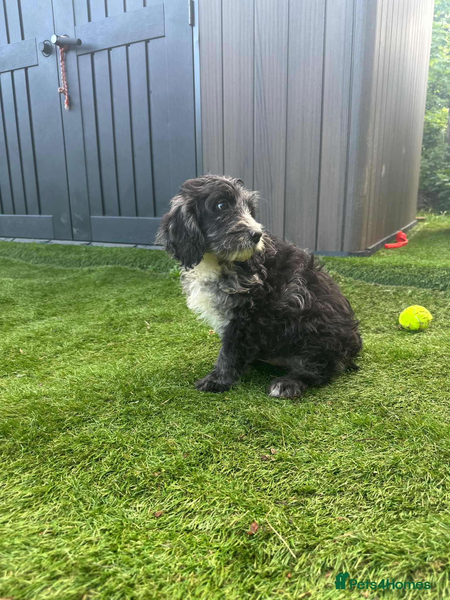 Cockapoo dogs Fully Vaccinated Merle cockapoos  - Advert 6