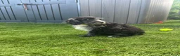 Cockapoo dogs for sale: Fully Vaccinated Merle cockapoos  - Advert 1