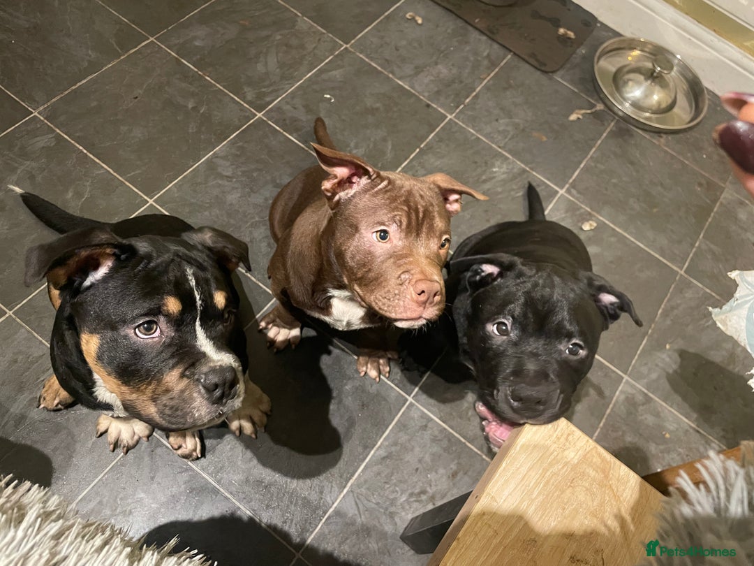 Mixed Breed dogs for sale: Pocket bully cross chow chow trio coloured boy! - Advert 2