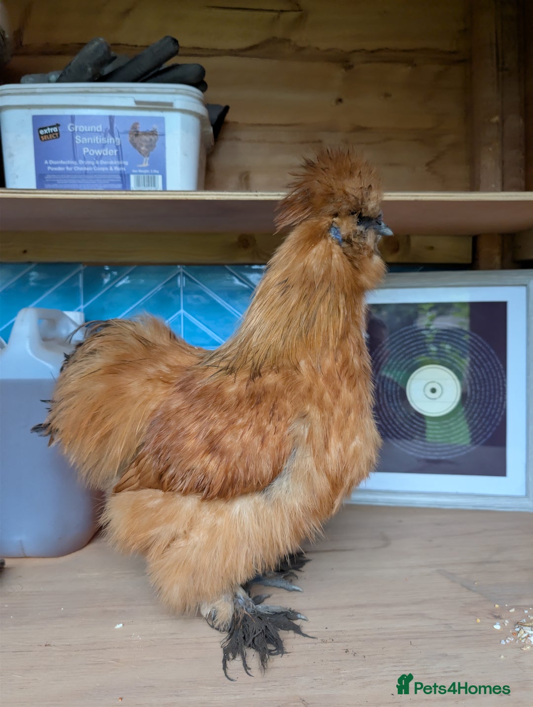 Chickens poultry for sale: Gorgeous Silkie Boy - Image 4