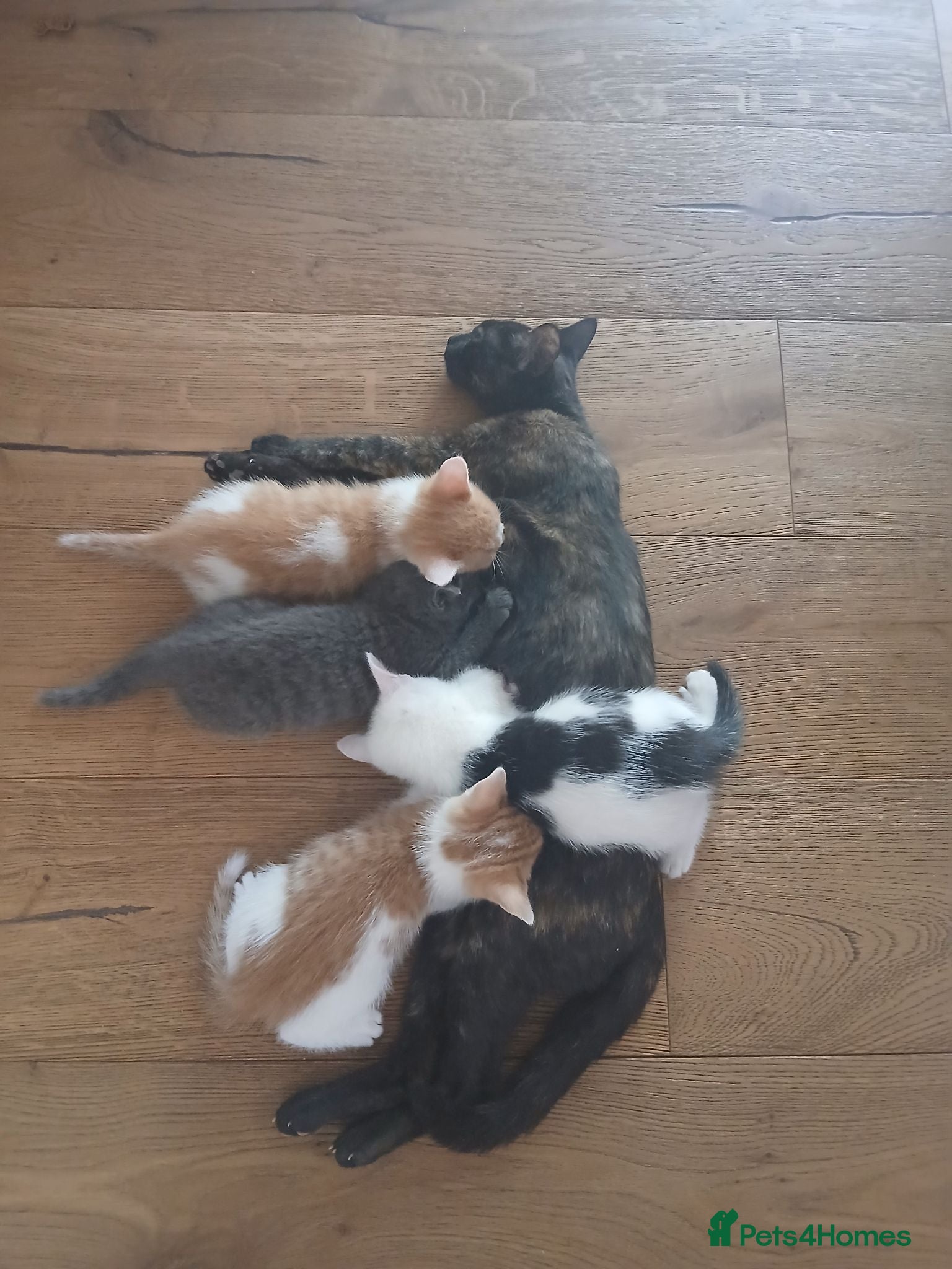 Mixed Breed cats 4 playful kittens - Advert 1