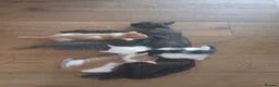 Mixed Breed cats for sale: 4 playful kittens in Uckfield - Advert 1